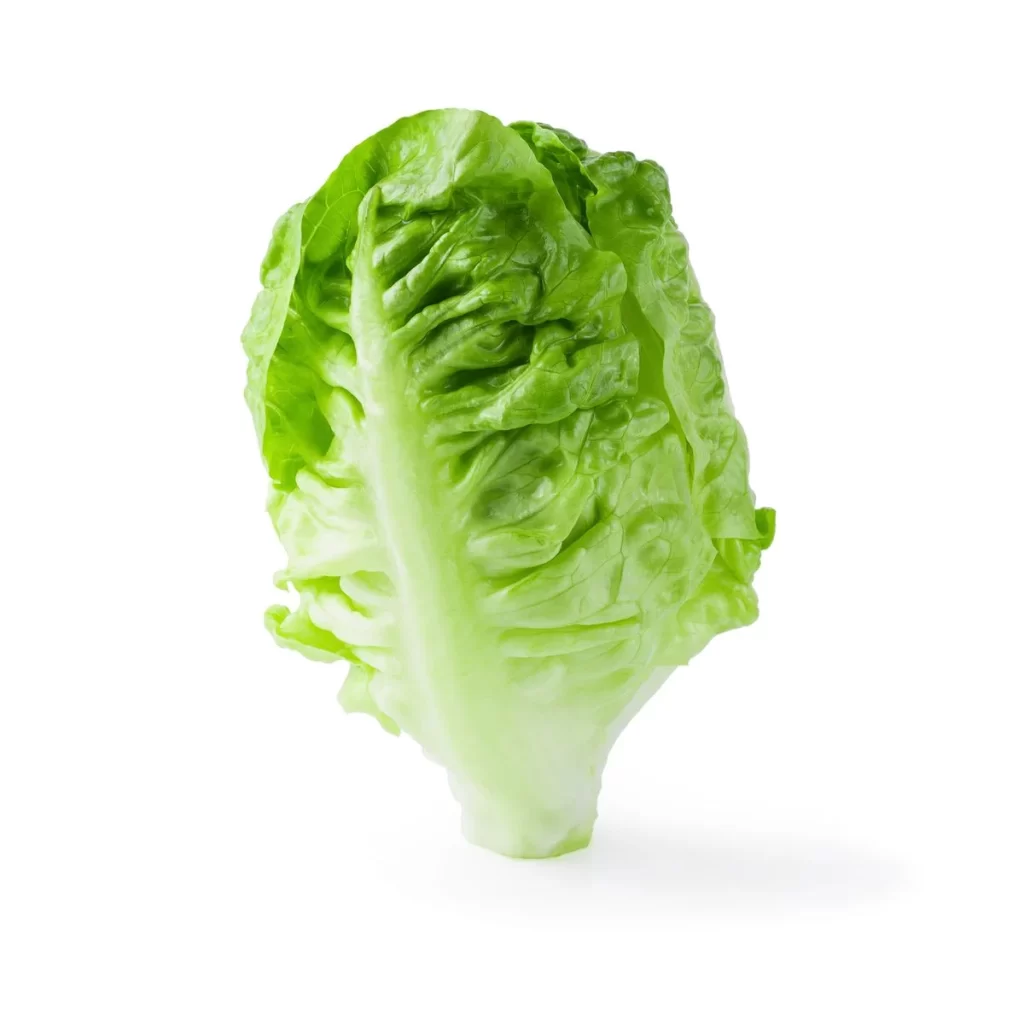 Romaine Lettuce Green Crisp Crunchy