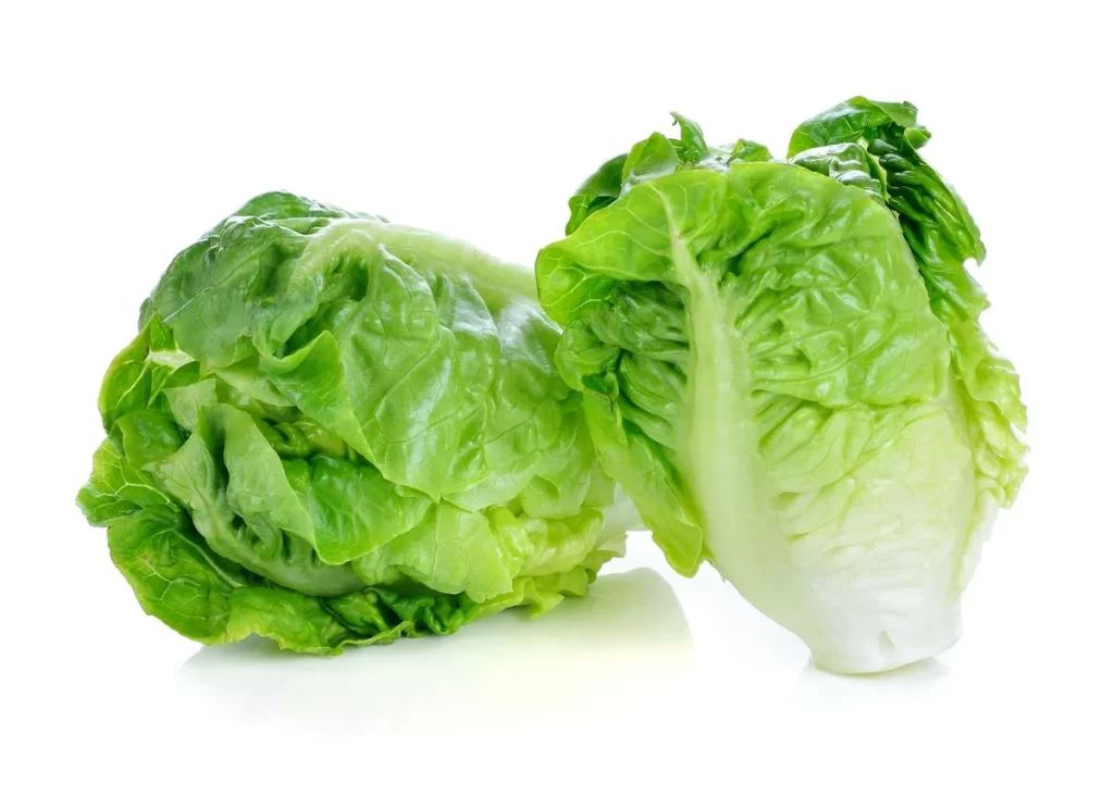 Romaine Lettuce Green Crisp Crunchy