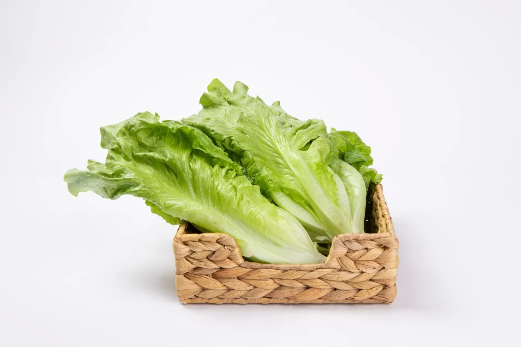 Romaine Lettuce Green Crisp Fresh