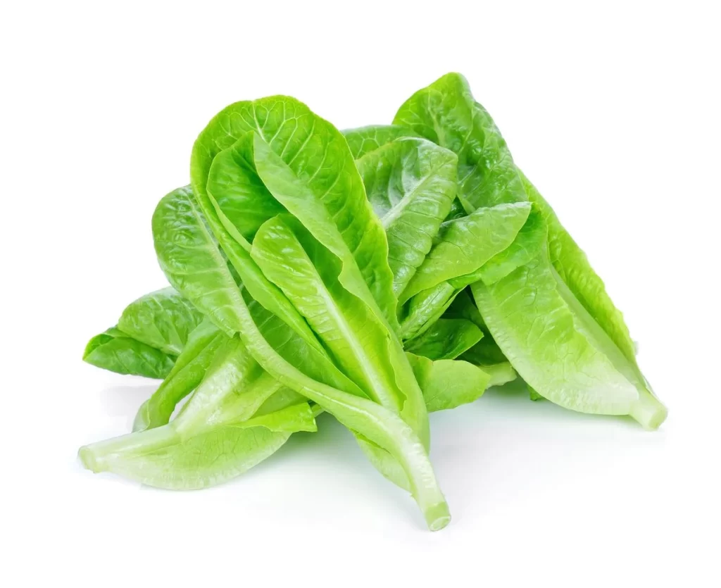 Romaine Lettuce Green Crisp Fresh