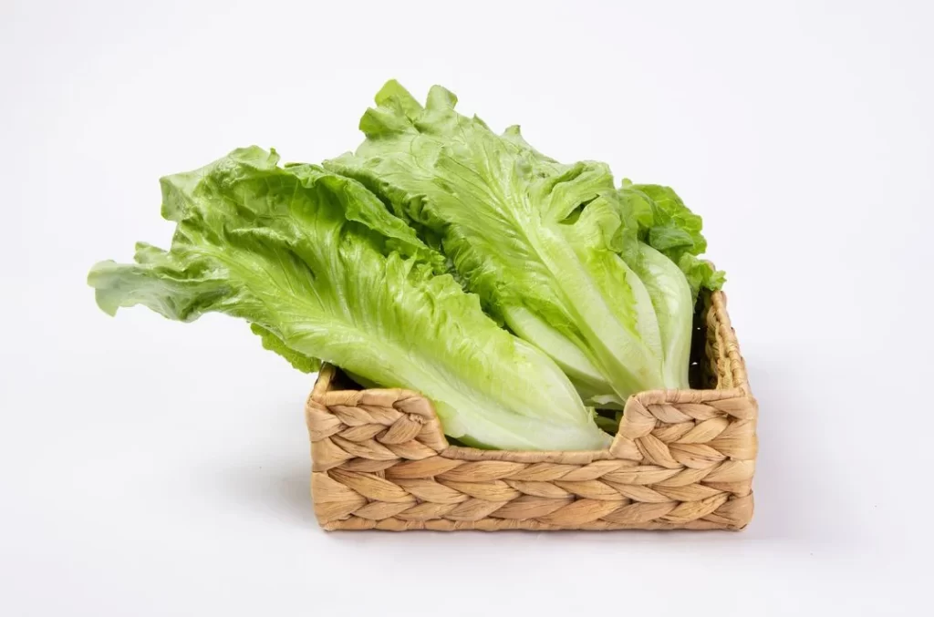 Romaine Lettuce Green Crisp Fresh
