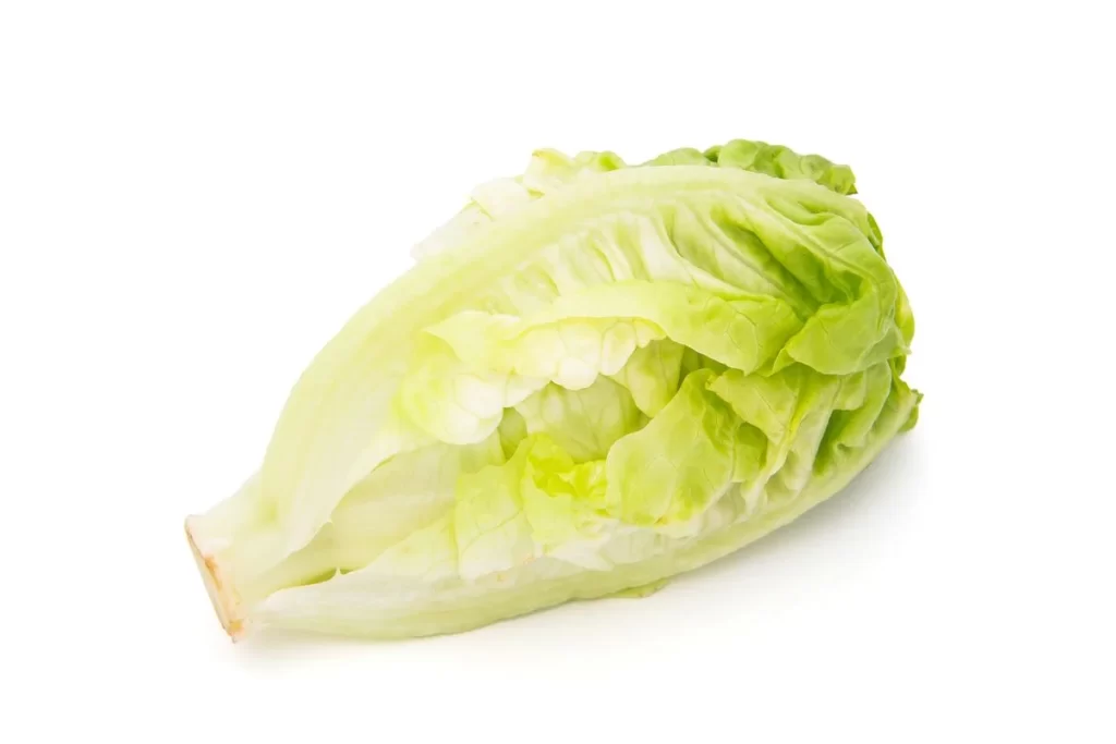 Romaine Lettuce Green Crisp Fresh