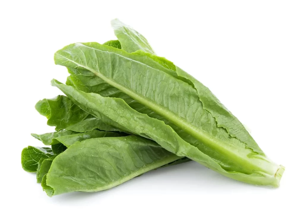Romaine Lettuce Green Crisp Fresh