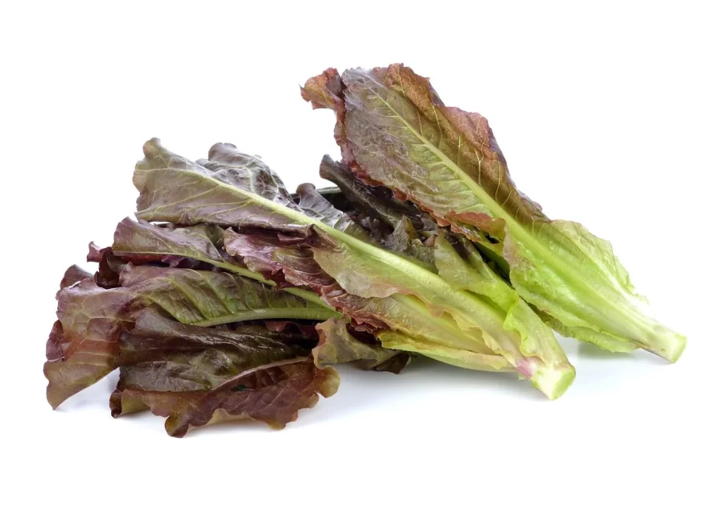 Romaine Lettuce Green Crisp Fresh