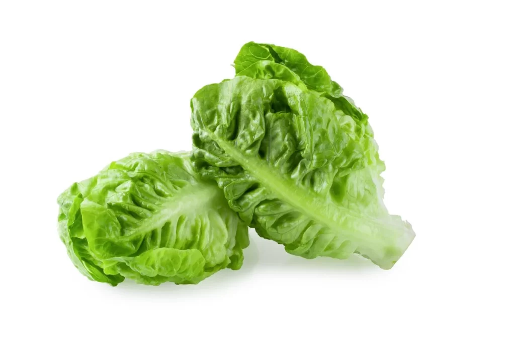 Romaine Lettuce Green Crisp Fresh