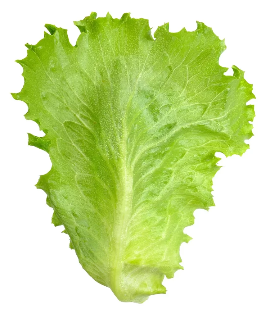 Romaine Lettuce Green Crisp Fresh