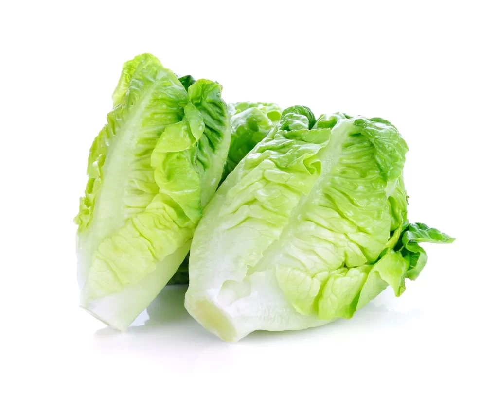 Romaine Lettuce Green Crisp Fresh