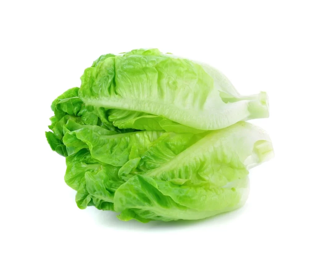 Romaine Lettuce Green Crisp Fresh