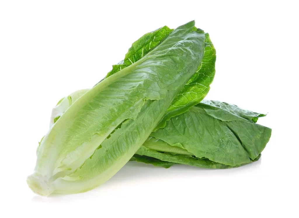 Romaine Lettuce Green Crisp Fresh