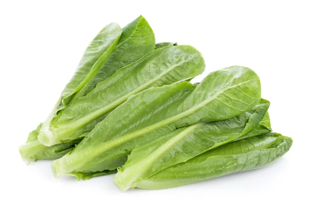 Romaine Lettuce Green Crisp Leafy