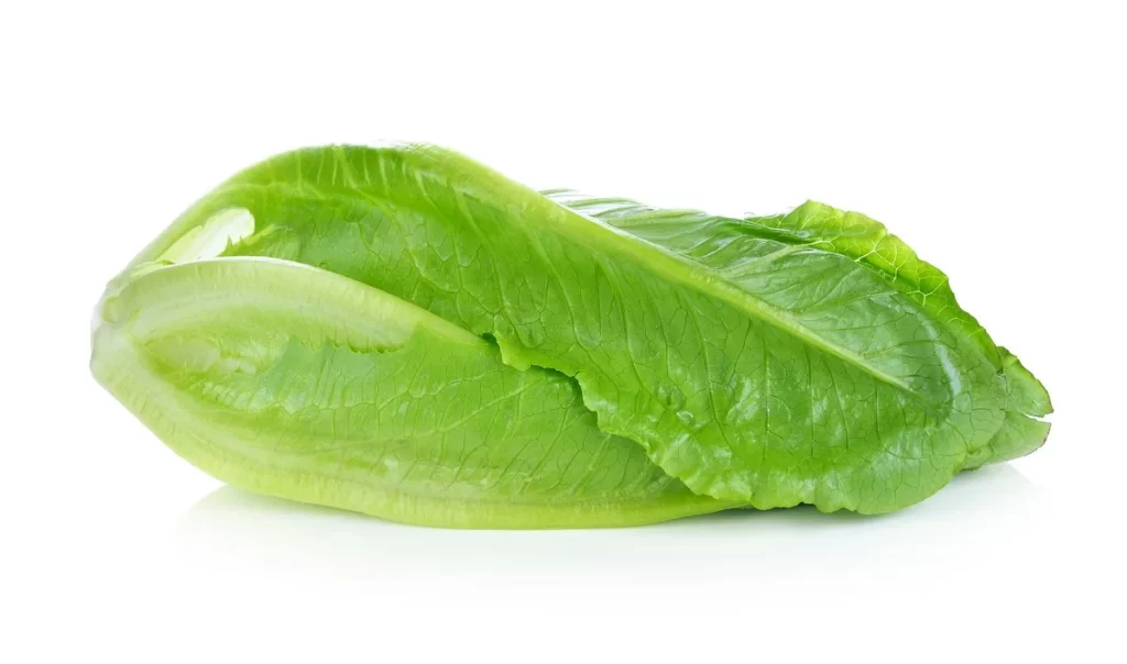 Romaine Lettuce Green Crisp Leafy Fresh
