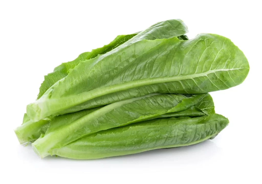 Romaine Lettuce Green Crisp Leafy