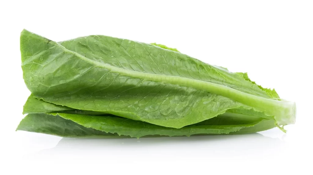 Romaine Lettuce Green Crisp Leafy