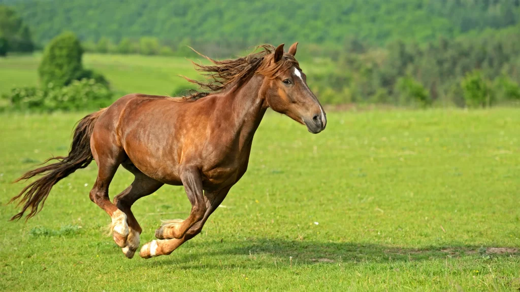 Running Horse Green Field Nature Sunlight