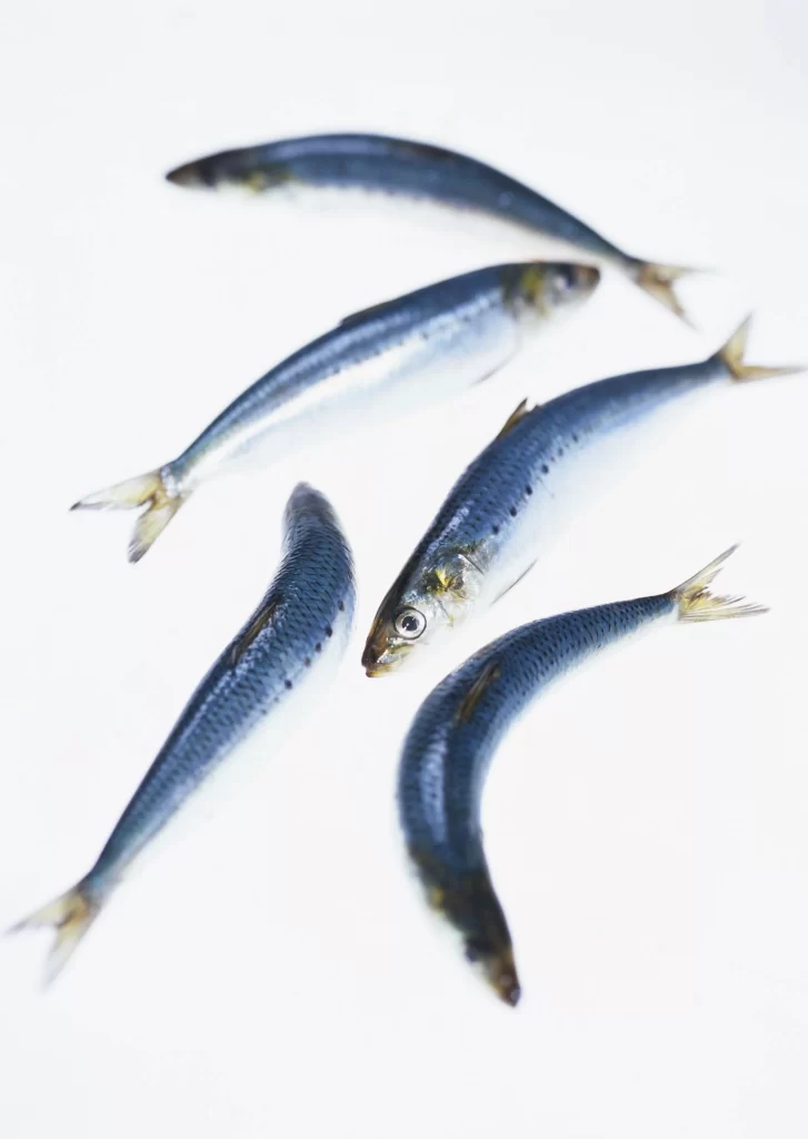 Sardines Fresh Silver White Background