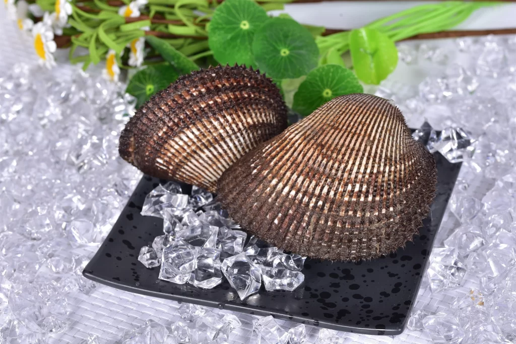 Scallop Raw Brown Shell Ice Crystals