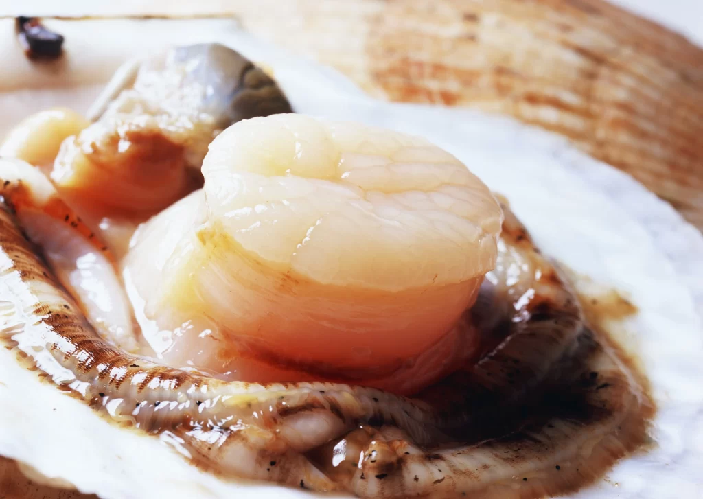 Scallop White Shell Brown Edge
