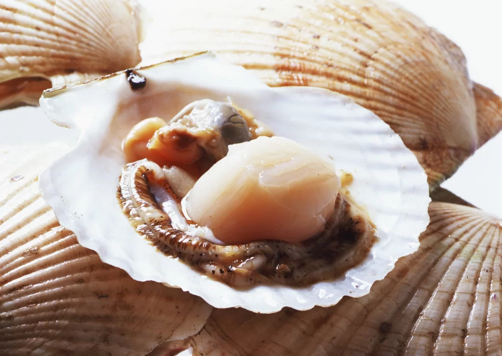 Scallop White Shell Brownish-orange Flesh