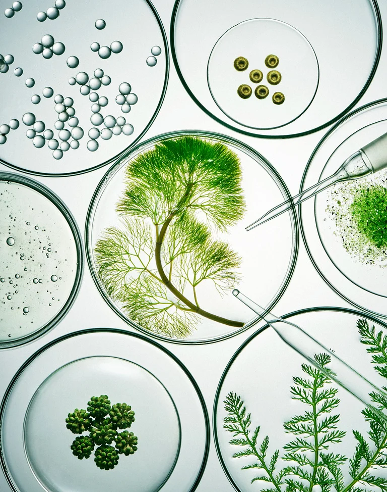 Science Research Experiment Nature Plants