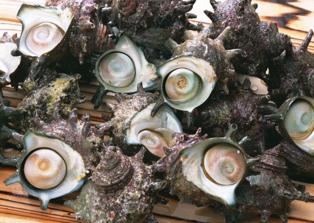 Sea Snails Raw Brown Shells