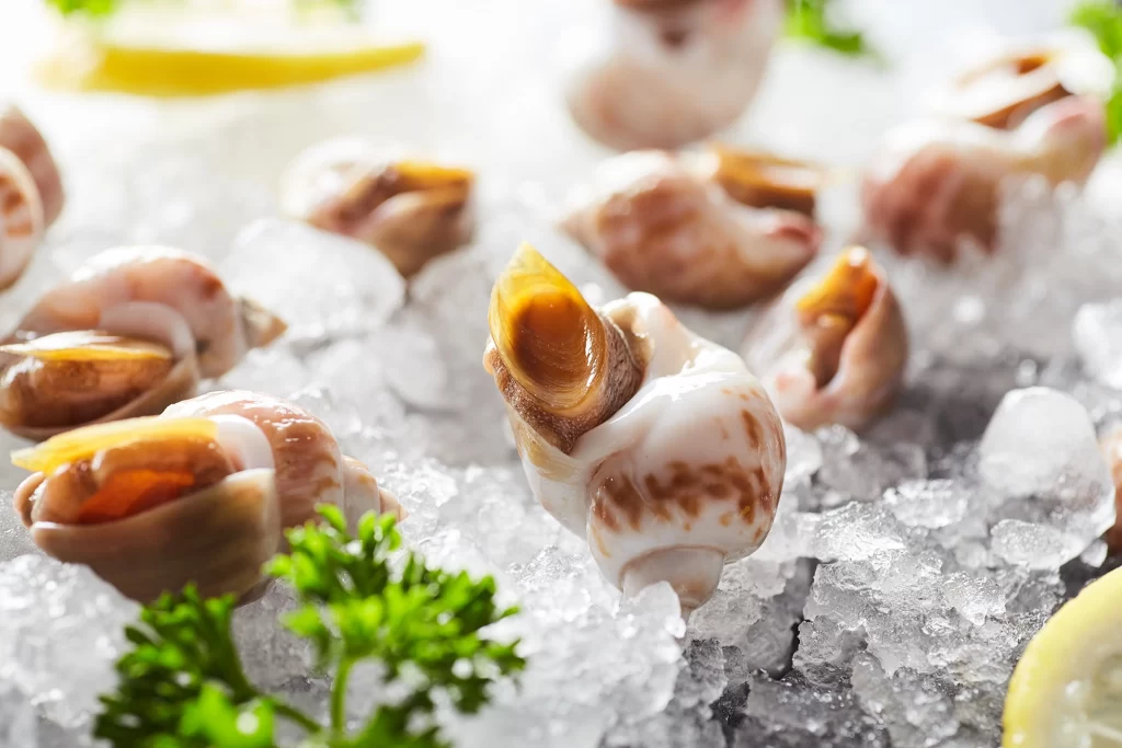 Sea Snails Raw White Brown Ice