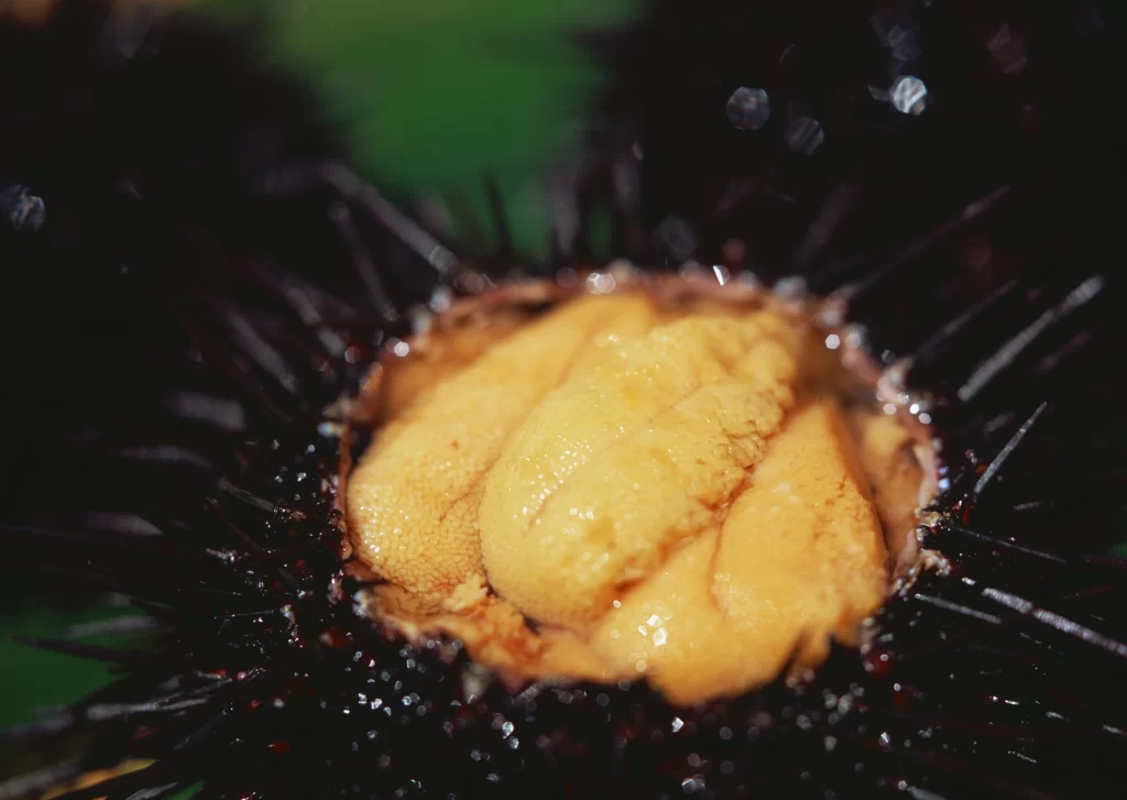 Sea Urchin Roe Yellow Spiny Shell