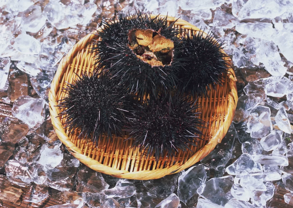 Sea Urchin Spiky Black Basket Ice