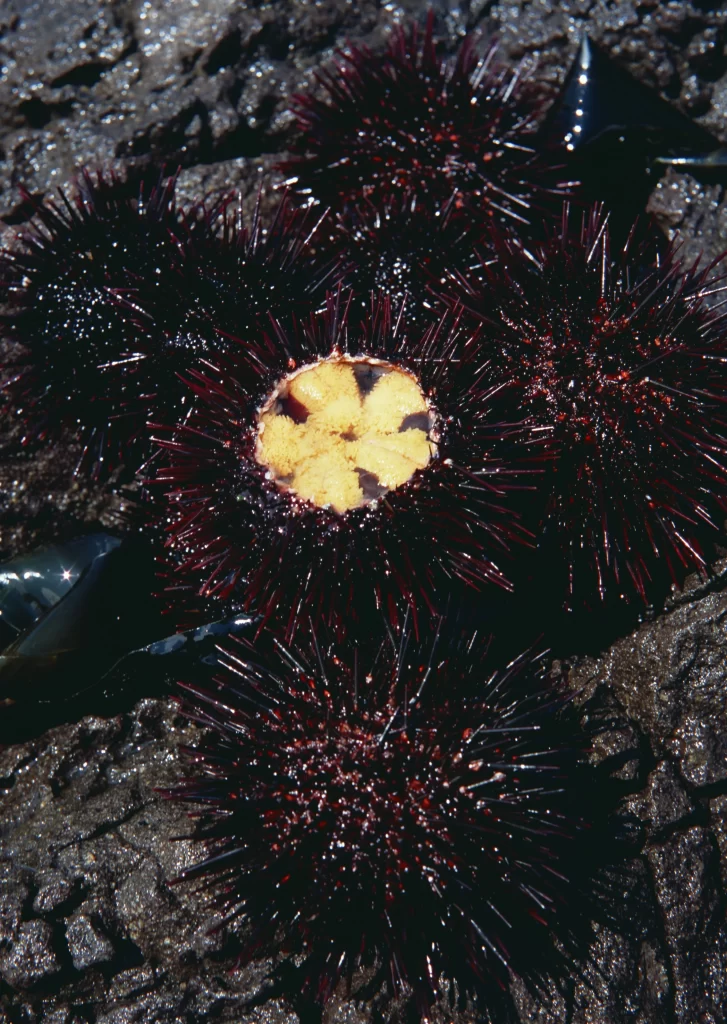 Sea Urchin Spiny Dark Red Rock