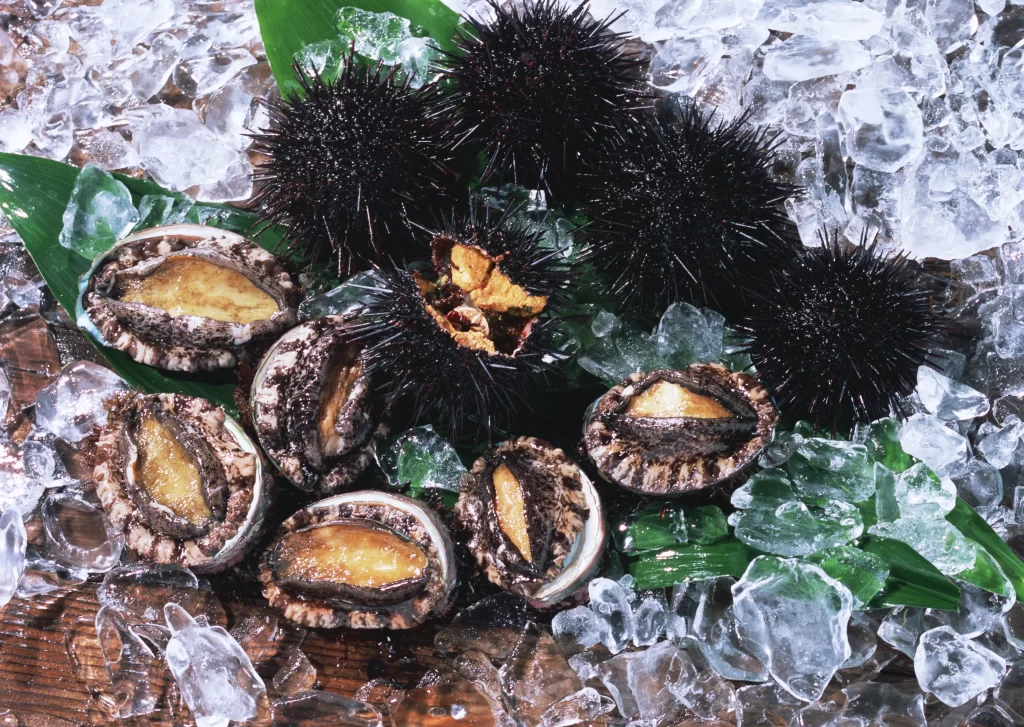 Sea Urchins Fresh Open Shell Yellow Ice