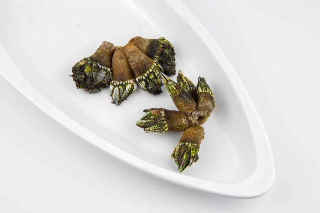 Seafood Raw Brown Green Patterned