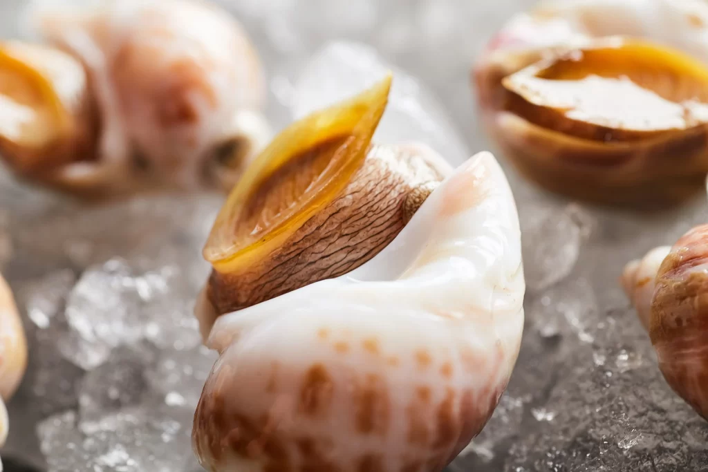 Seafood Shellfish White Brown Spotted Ice