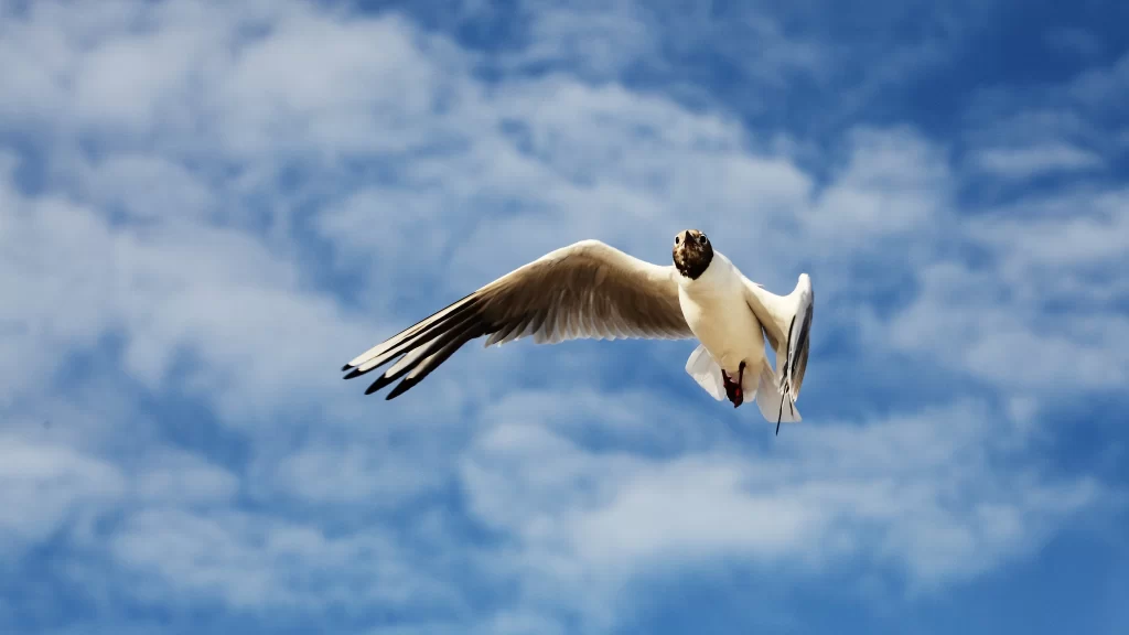 Seagull Flying Blue Sky White Clouds