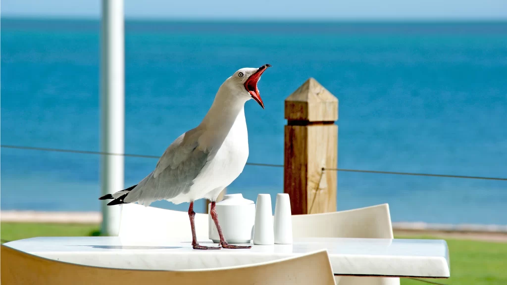 Seagull White Table Blue Sea Wooden Post