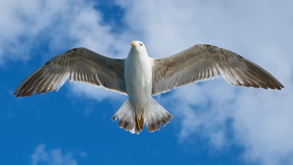 Seagull Wingspan Blue Sky White Clouds