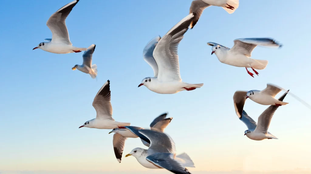 Seagulls Flying Blue Sky Sunlight