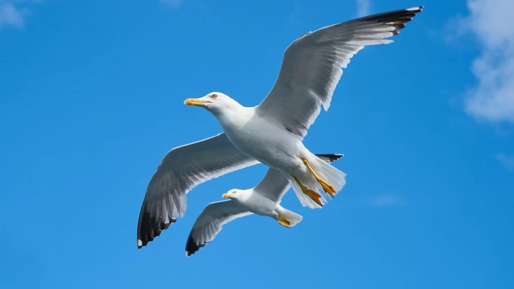 Seagulls Flying Blue Sky White Clouds