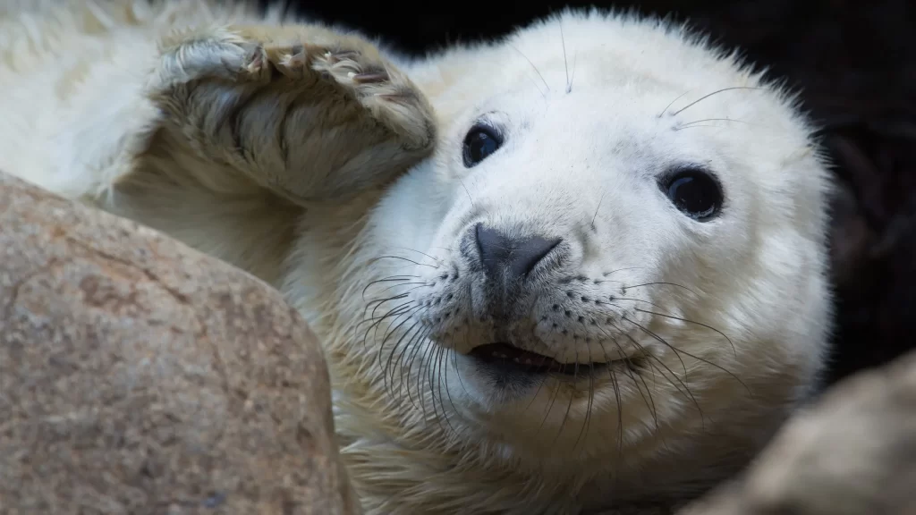 Seal White Fur Rocks Ocean Wildlife