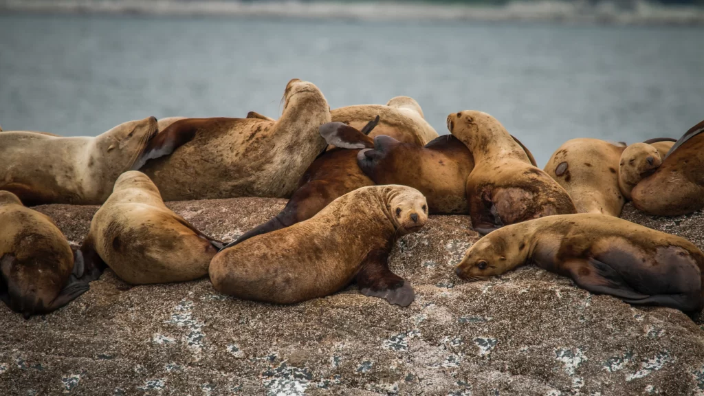 Seals Resting Rocky Shoreline Ocean
