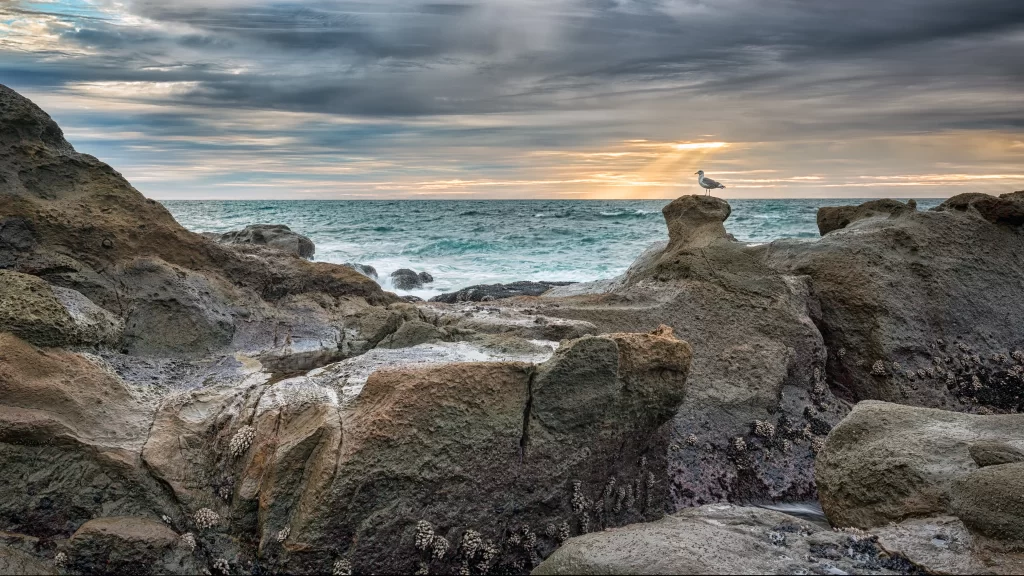 seascape rocky coast sunset seagull calm