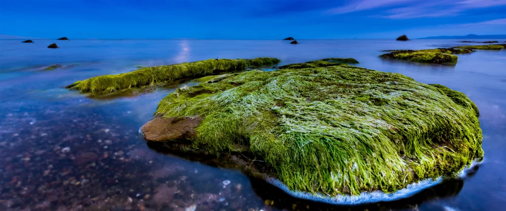 Seaweed Rocks Ocean Blue Green Serene