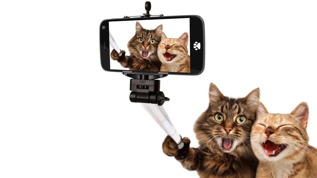 Selfie Stick Cats Smartphone Joyful Laughter