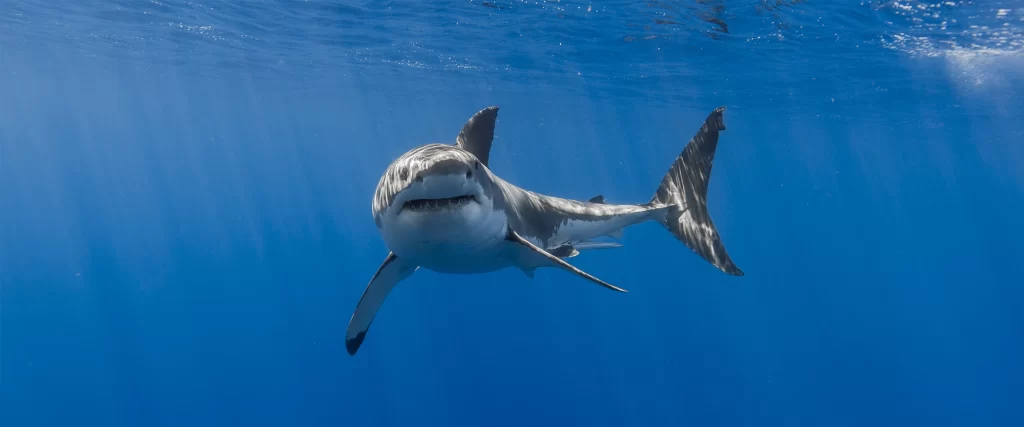 shark ocean blue water sunlight swim