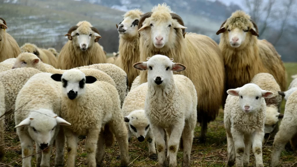 Sheep Lambs Woolly Landscape Pasture