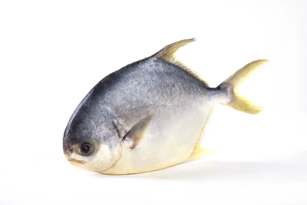 Silver Fish White Background