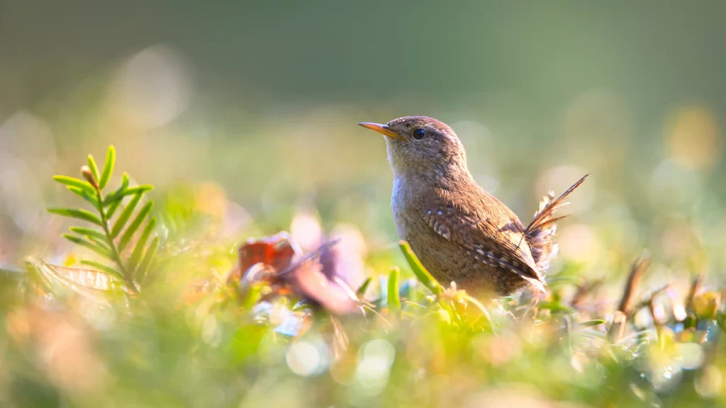 Small Bird Green Grass Nature Sunlight Colorful
