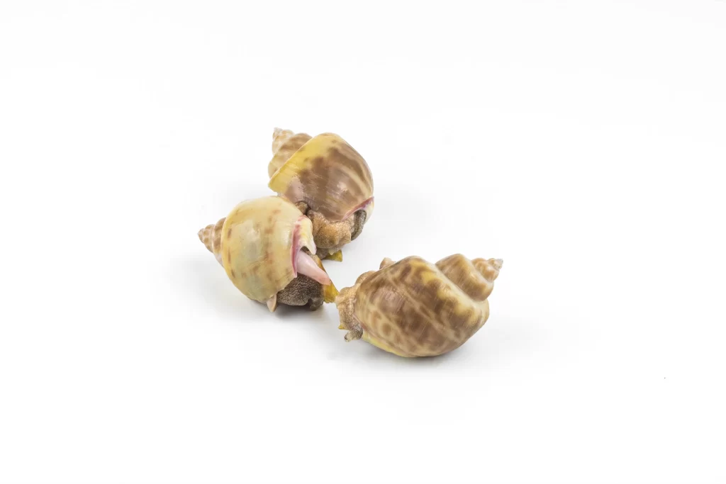 Snails Brown Shell White Background
