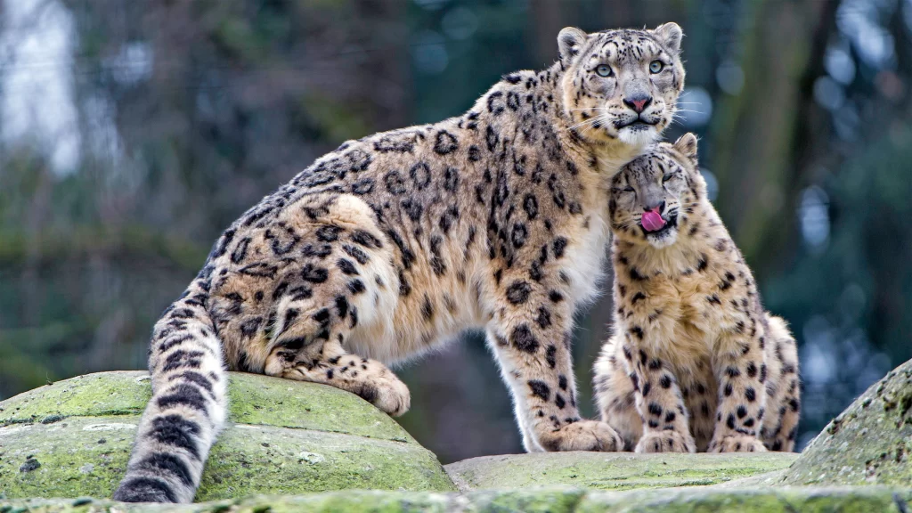Snow Leopard Pair Rocky Terrain Mossy Rocks Nature