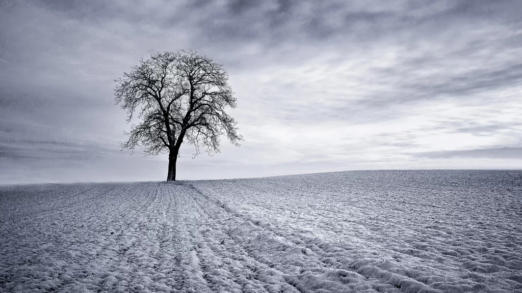 snow tree landscape winter sky