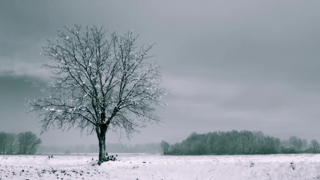 snow tree winter landscape