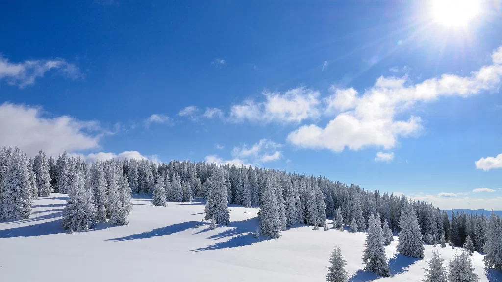 snow trees sky sun winter landscape